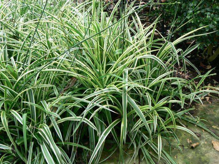 Are Spider Plants Poisonous To Cats? Cats Can Eat Spider Plants