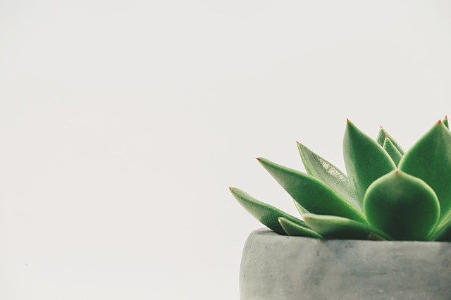 Hanging Air Plant: The Easiest Ways