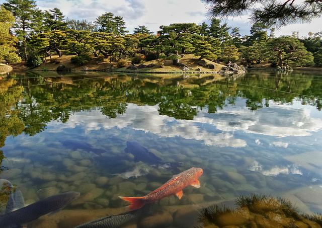 How To Build A Koi Pond Helpful Tips