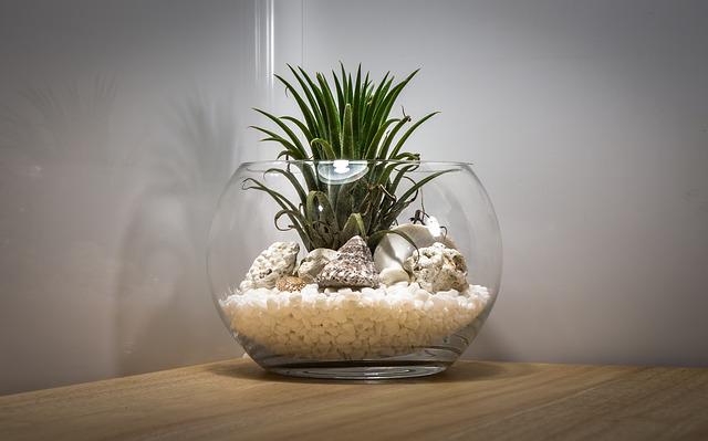 How To Make An Air Plant Terrarium: Everything You Need To Know