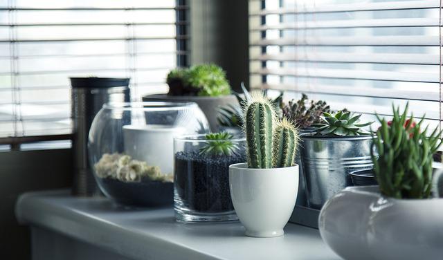 How To Choose Bathroom Hanging Plants Efficiently