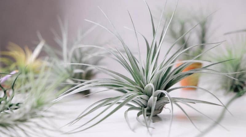 How To Display Air Plants In A Stylist Way?