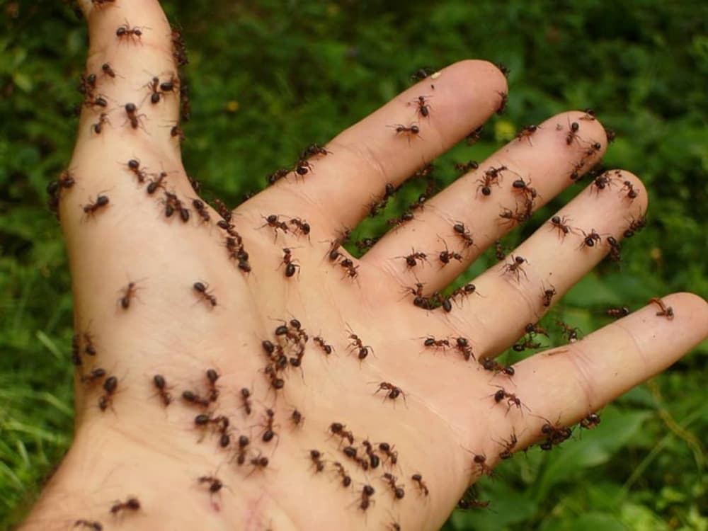 Does Cinnamon Kill Ants? All You Want To Know
