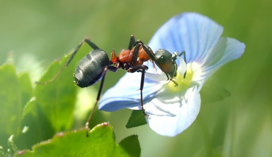 Does White Vinegar Kill Ants? How To Use It?