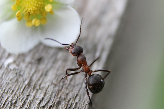 How To Get Rid Of Ants In The Bedroom In An Easy Step-by-step Guide?