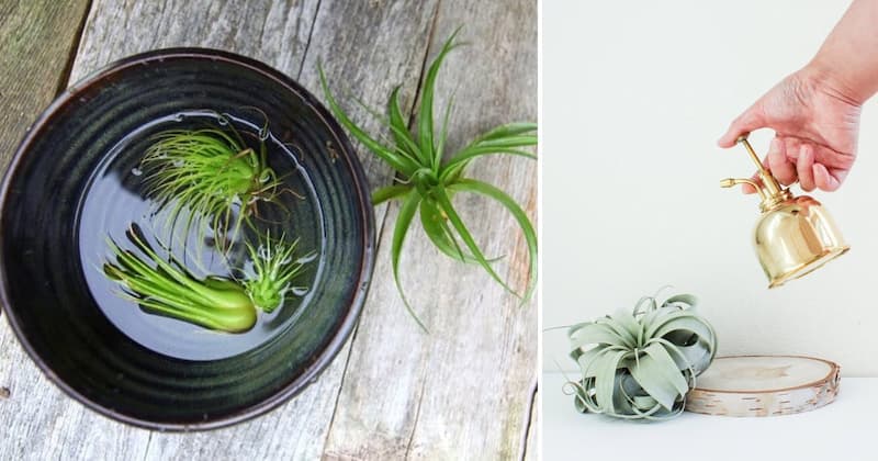 How To Water Air Plants Properly To Keep Them Healthy?