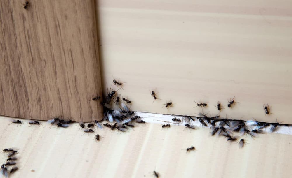 Does Vinegar Kill Ants? Here’s What You Want To Know