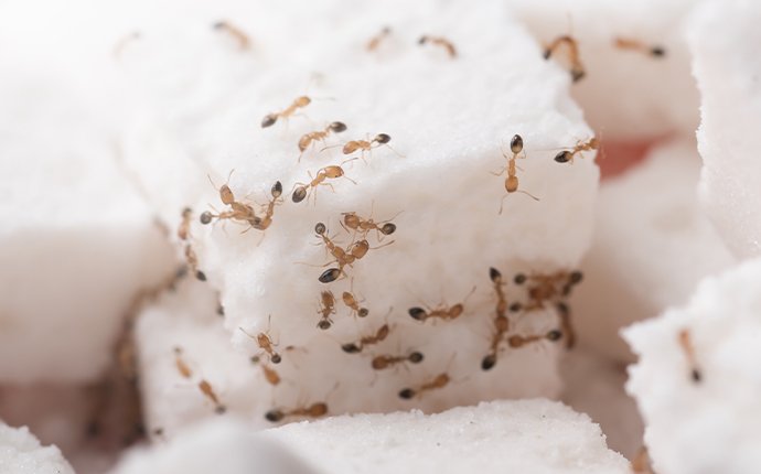 How to Get Rid of Sugar Ants Naturally? – The Ultimate Guide