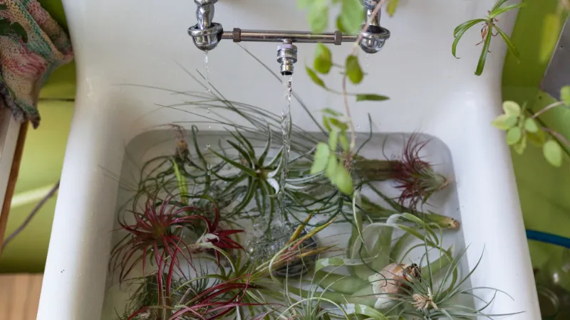 How Long Do You Soak Air Plants? the Ultimate Guide